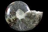 Polished, Agatized Ammonite (Cleoniceras) - Madagascar #75966-1
